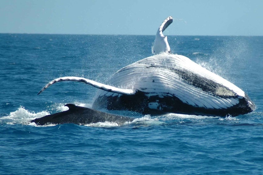 From Punta Cana: Sanctuary Whale Watching Day Trip