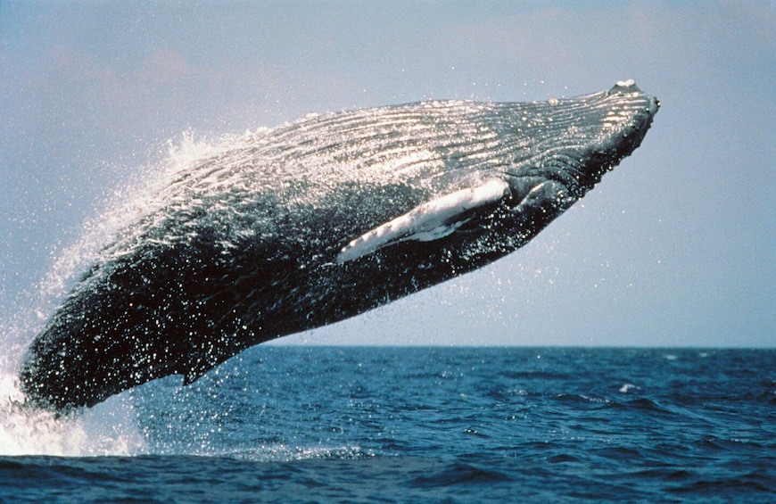 Picture 1 for Activity From Punta Cana: Sanctuary Whale Watching Day Trip