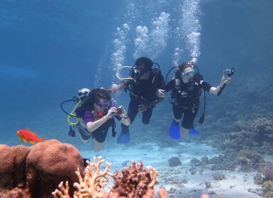 Half-Day Red Sea Dive from Hurghada or El Gouna