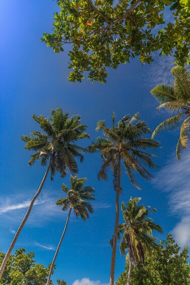 Picture 40 for Activity From Praslin: Sister & Coco Island Tour with Lunch