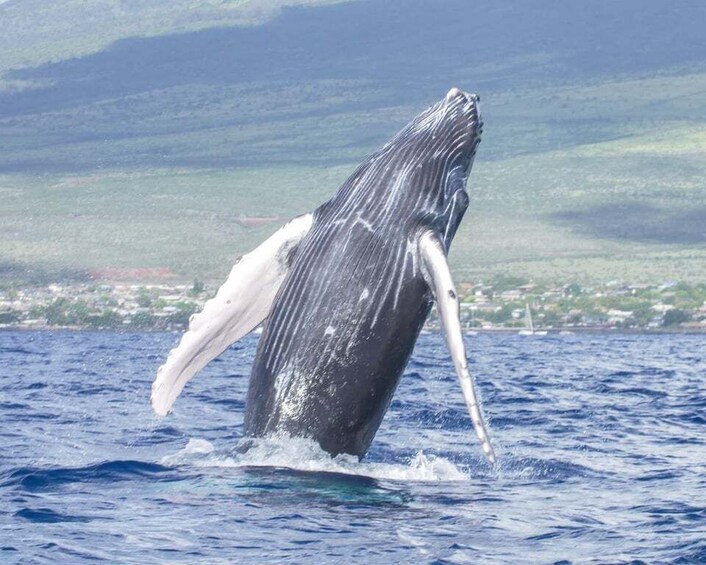 From Kihei: Molokini Crater Snorkel & Whale Watching Cruise