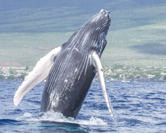 From Kihei: Molokini Snorkel with Whale Watching Adventure