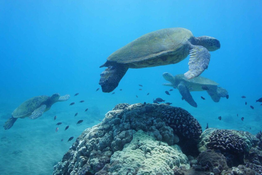 Picture 10 for Activity From Kihei: Molokini Crater Snorkel & Whale Watching Cruise