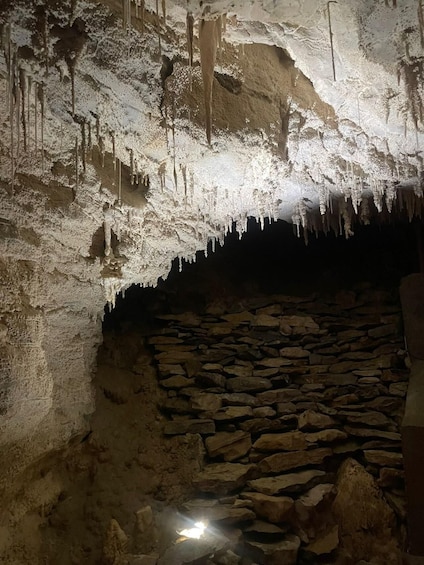 Picture 1 for Activity From Auckland: Waitomo Caves and Kiwi House Group Tour