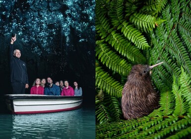 From Auckland: Waitomo Caves and Kiwi House Group Tour