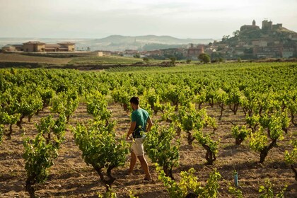 Da San Sebastián: Tour di un giorno della regione vinicola di La Rioja