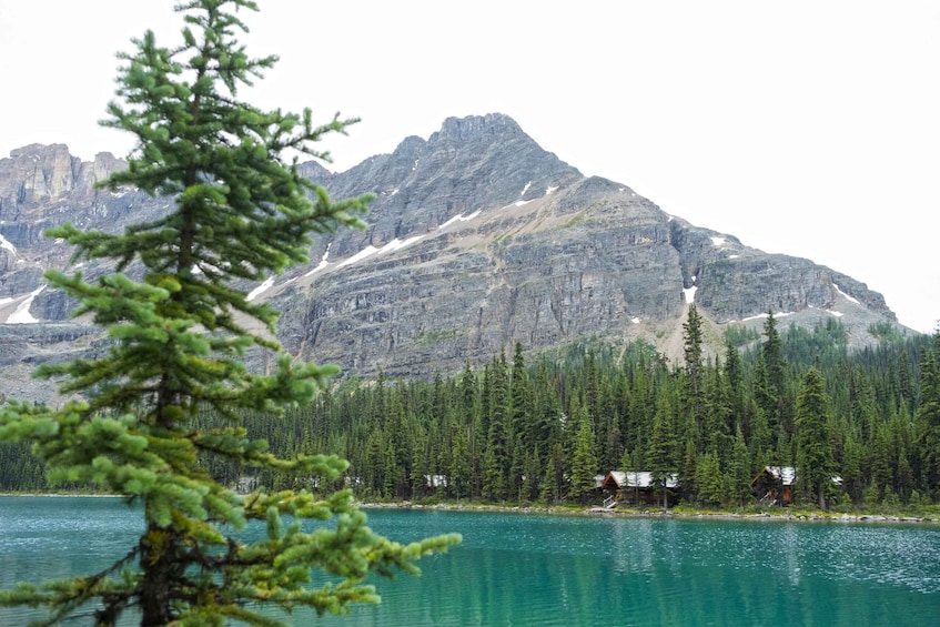 Picture 8 for Activity Lake Louise: Moraine & Louise Lake Half-Day Highlights Tour