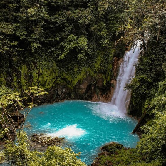 Picture 1 for Activity Tenorio National Park: Guided Tour and Sloth Experience