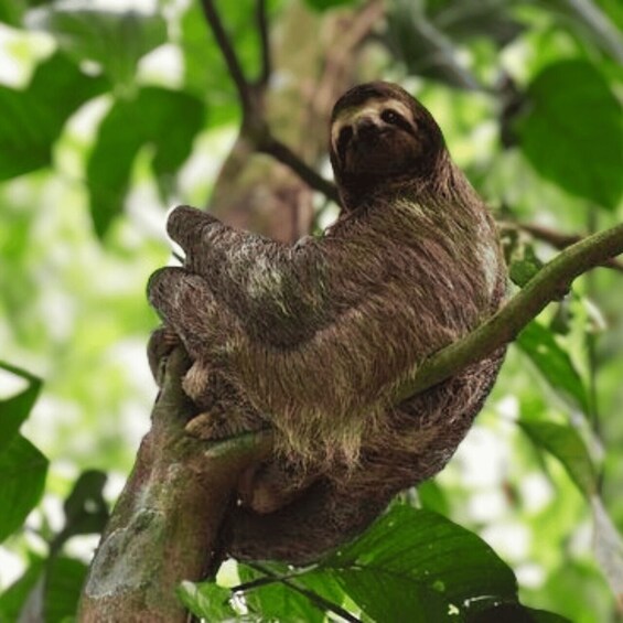 Picture 5 for Activity Tenorio National Park: Guided Tour and Sloth Experience