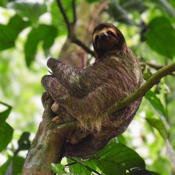 Picture 5 for Activity Tenorio National Park: Guided Tour and Sloth Experience