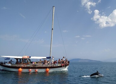 Preveza: Dolphin Watching Cruise with Lunch and Drinks