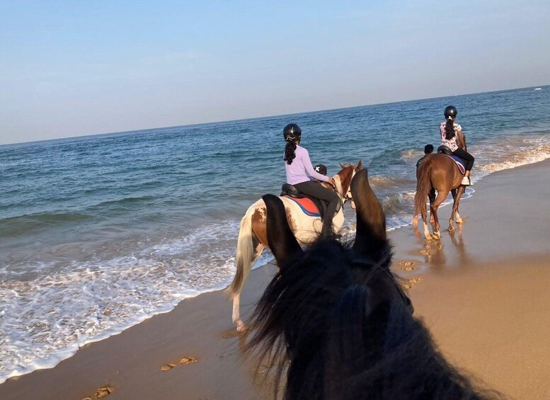 Picture 3 for Activity Horse Riding in Mount Lavinia