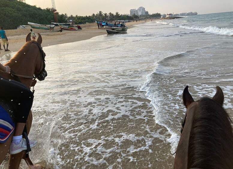 Picture 5 for Activity Horse Riding in Mount Lavinia