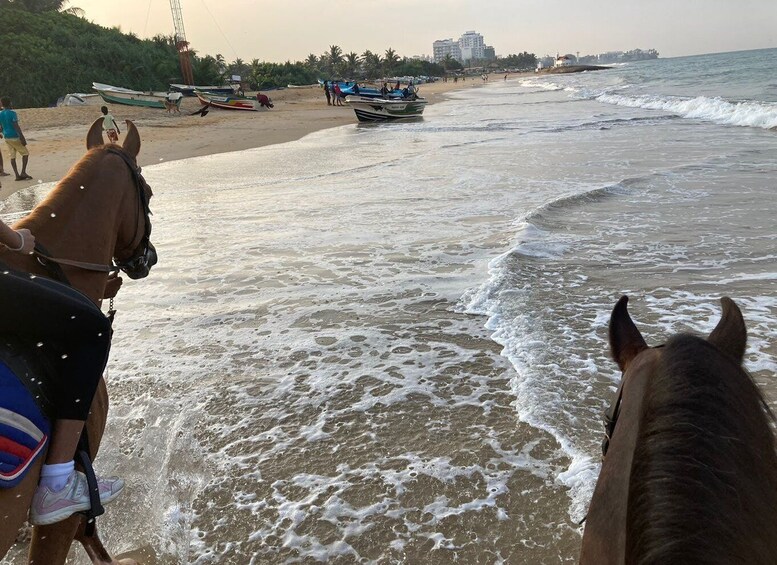 Picture 5 for Activity Horse Riding in Mount Lavinia