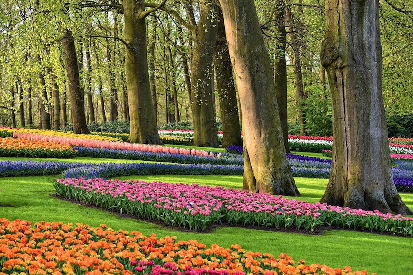 Picture 2 for Activity From Amsterdam: Keukenhof Gardens and Giethoorn Tour