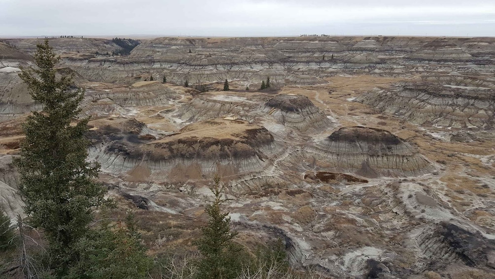 Picture 6 for Activity From Calgary: Canadian Badlands Private Geological Tour