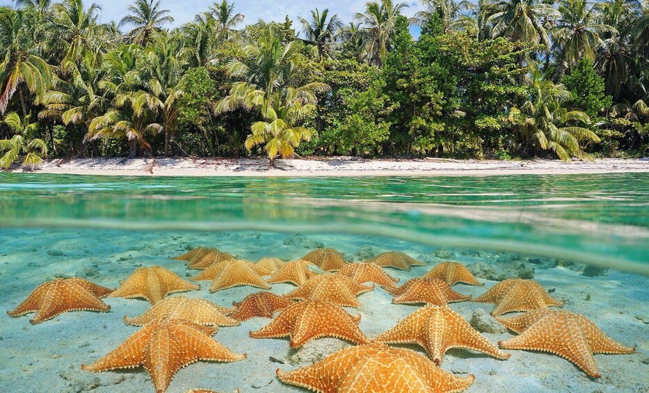 Picture 3 for Activity Grand Cayman: 3-Stop Stingray City Tour with Snorkeling