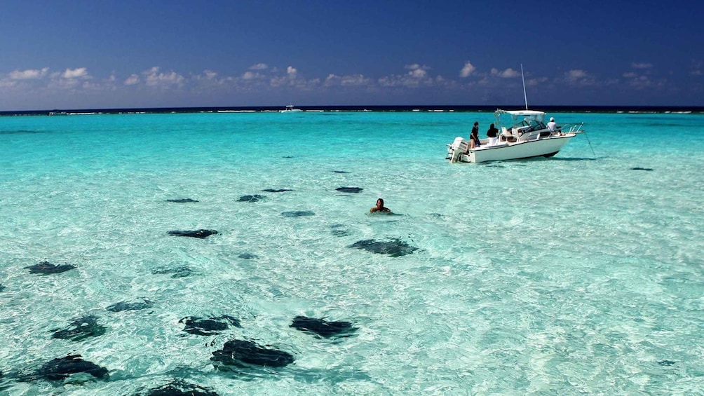 Picture 2 for Activity Grand Cayman: 3-Stop Stingray City Tour with Snorkeling