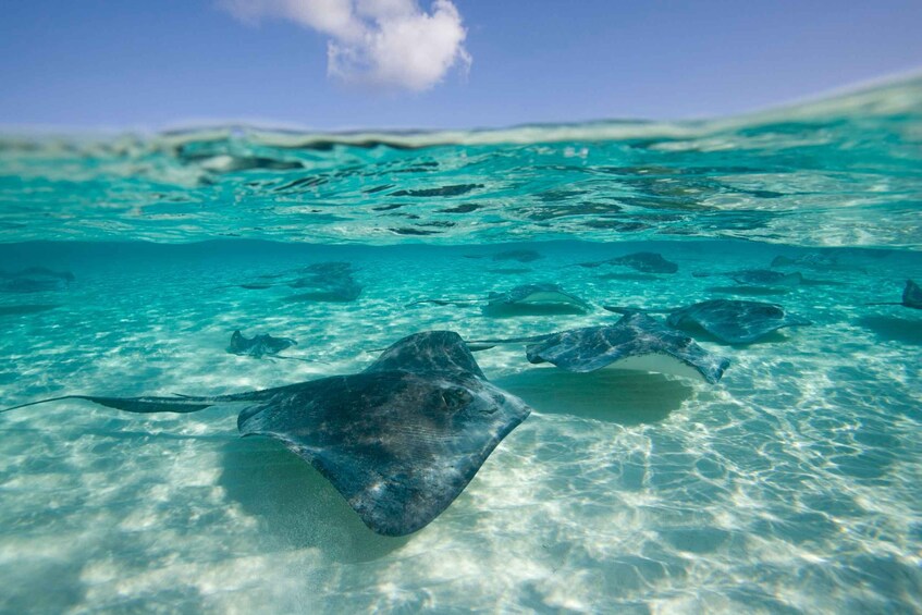 Picture 1 for Activity Grand Cayman: 3-Stop Stingray City Tour with Snorkeling