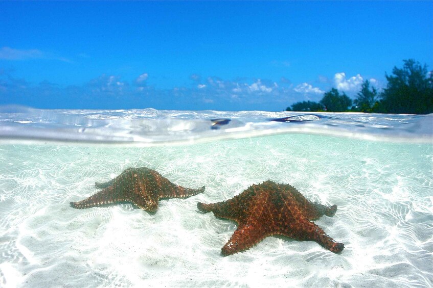 Picture 4 for Activity Grand Cayman: 3-Stop Stingray City Tour with Snorkeling