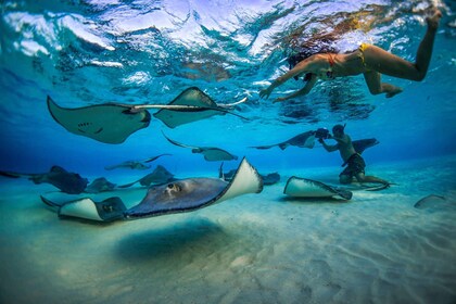 Grand Cayman: 3-Stop Stingray City Tour with Snorkelling