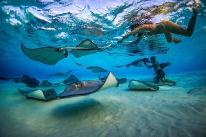Grand Cayman: 3-Stop Stingray City Tour with Snorkelling