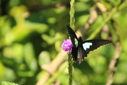 Manu Wildlife Peru Tour 5 Days