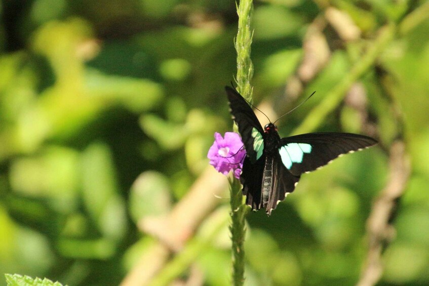 Picture 3 for Activity Manu Wildlife Peru Tour 5 Days