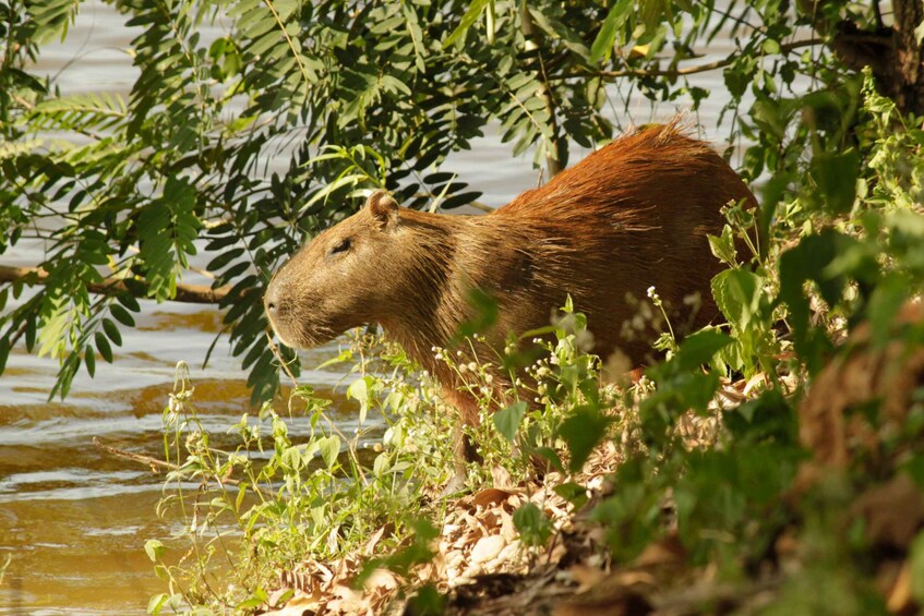 Picture 10 for Activity Manu Wildlife Peru Tour 5 Days