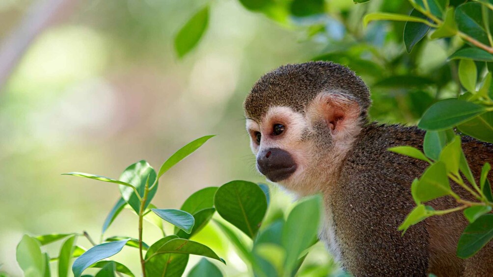 Picture 1 for Activity Manu Wildlife Peru Tour 5 Days
