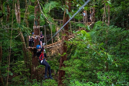 Port Douglas: Daintree National Park Tour, Cruise & Zipline