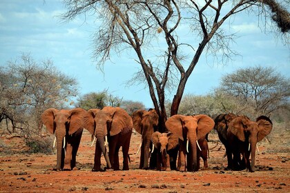 Sentier de l’éléphant : Expérience de camping Amboseli de 3 jours