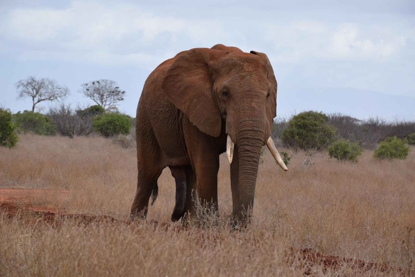 Picture 18 for Activity Elephant Trail: 3-Day Amboseli Camping Experience