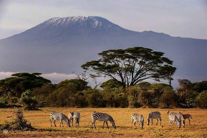 Elephant Trail: 3-Day Amboseli Camping Experience