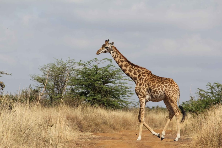 Picture 15 for Activity Elephant Trail: 3-Day Amboseli Camping Experience