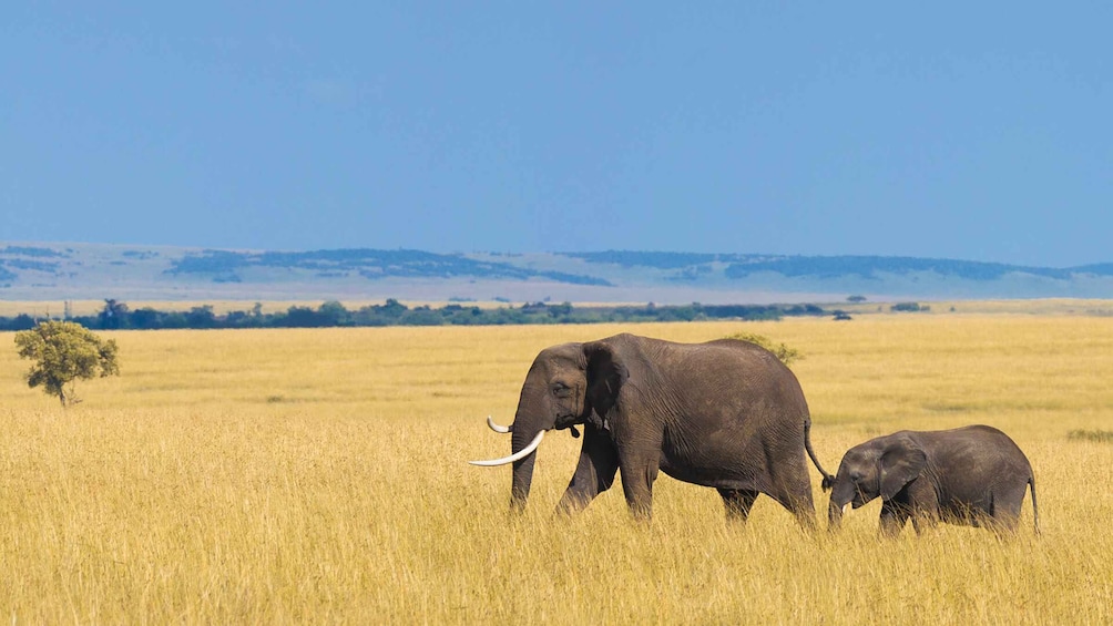 Picture 6 for Activity Elephant Trail: 3-Day Amboseli Camping Experience