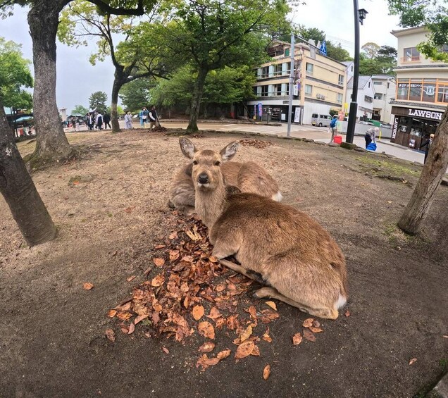 Picture 12 for Activity Hiroshima Miyajima and Bomb Dome Private Tour