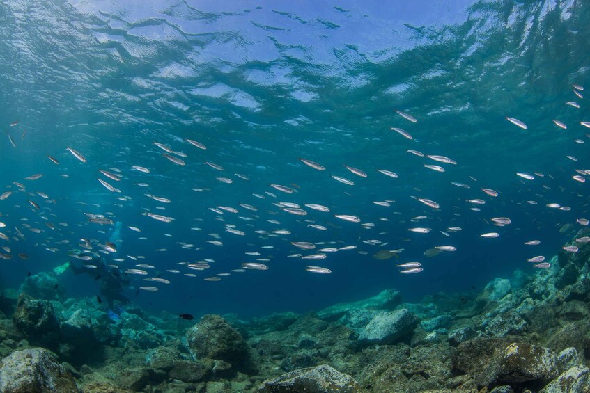 Picture 8 for Activity Lanzarote: Beginner Scuba Diving from the Beach