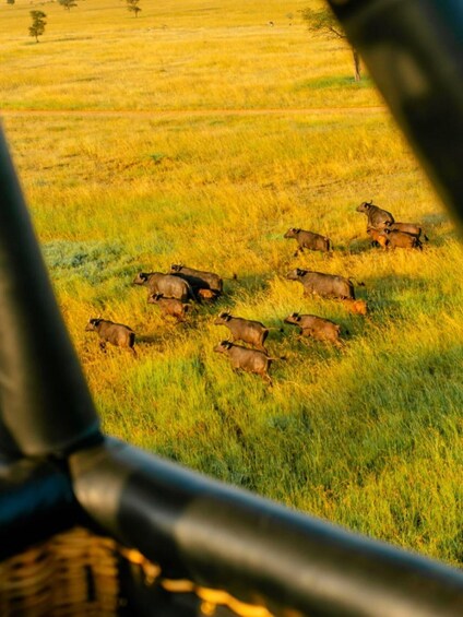 Picture 8 for Activity Serengeti: Private Hot Air Balloon Wedding