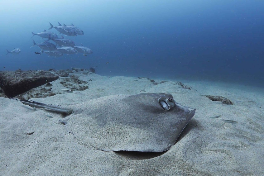 Picture 4 for Activity Cabo Pulmo: Cabo Pulmo National Park Diving Adventure