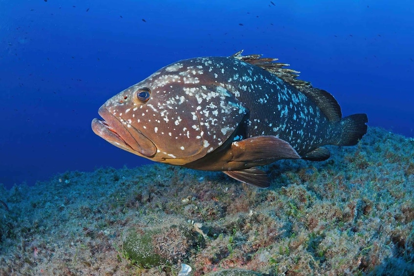 Picture 5 for Activity Cabo Pulmo: Cabo Pulmo National Park Diving Adventure