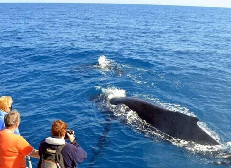 Picture 2 for Activity Mirissa: Whale & Dolphin Sightseeing Cruise