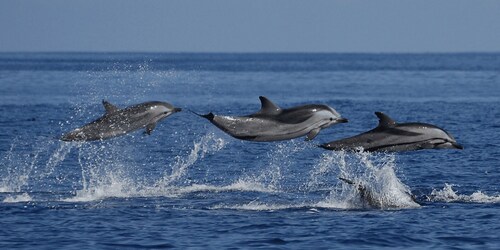 Mirissa: Whale & Dolphin Sightseeing Cruise