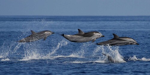 Mirissa: Whale & Dolphin Sightseeing Cruise