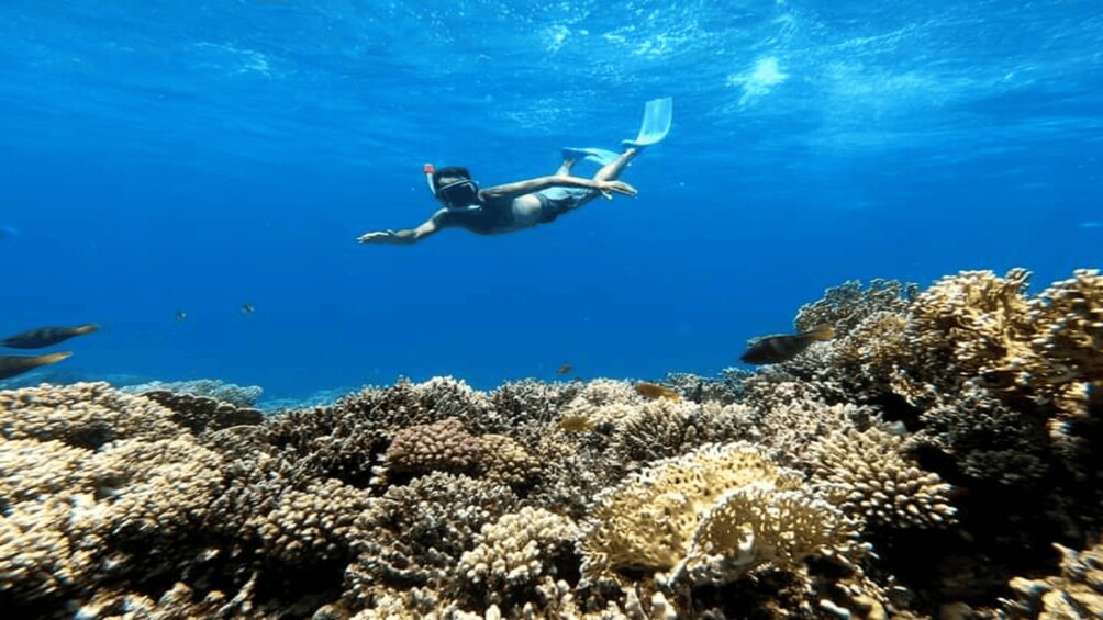 Picture 2 for Activity Hurghada: Snorkeling & Diving 6 x 1 Yacht Trip to Orange Bay