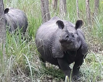 Von Kathmandu aus: 2 Nächte 3 Tage Komplettpaket Chitwan