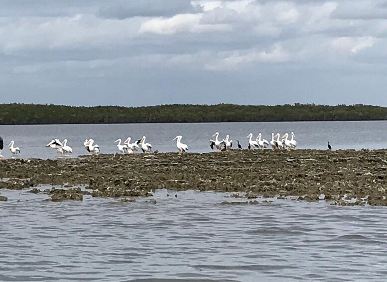 Picture 2 for Activity Fast and More 60 minute Airboat Tour on the Homosassa River