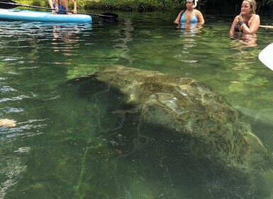 Fast and More 60 minute Airboat Tour on the Homosassa River