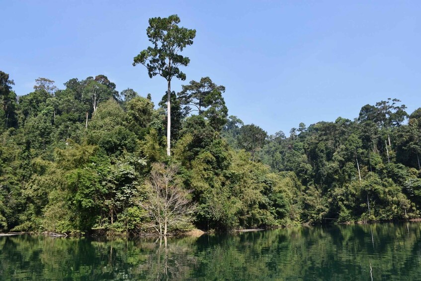 Picture 2 for Activity From Krabi: Cheow Lan Lake Cruise and Khao Sok Jungle Hike