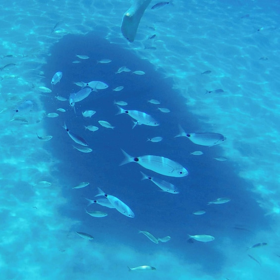 Picture 3 for Activity Cagliari: Private Wood Boat Tour Experience from Teulada